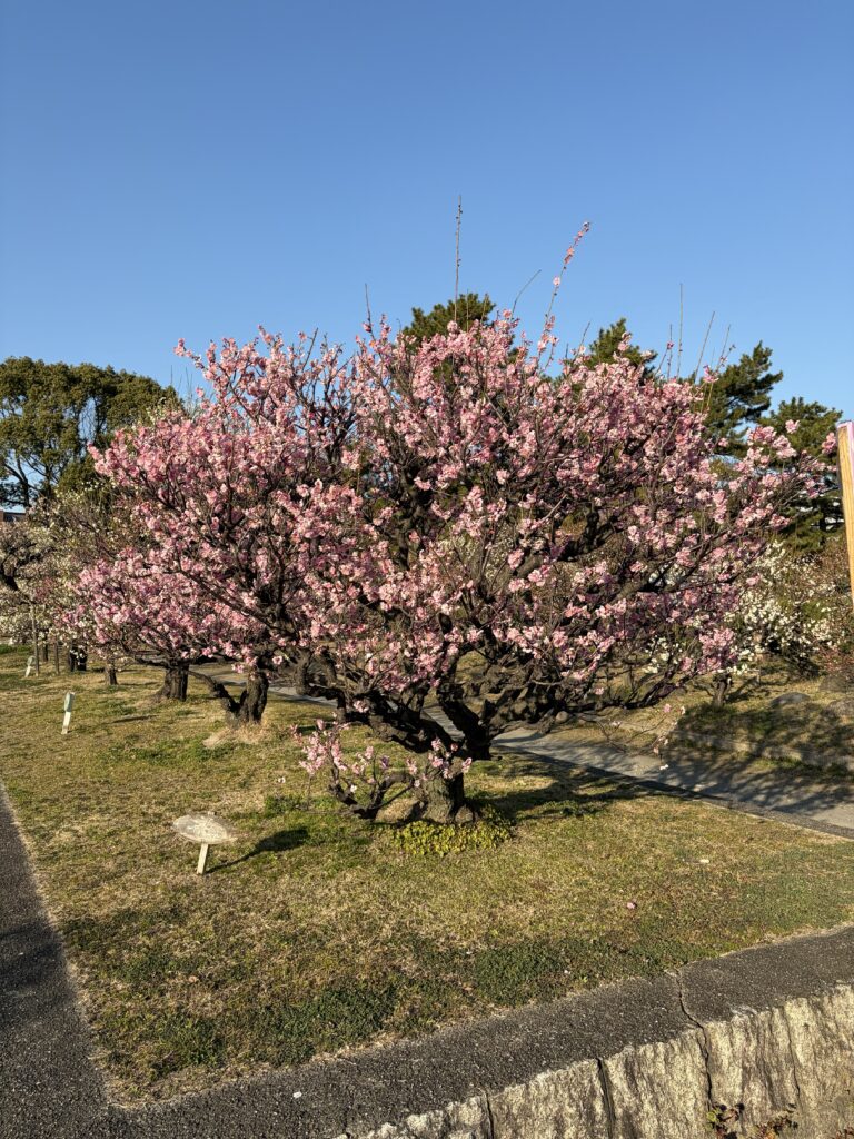 淡い花の古木・枝ぶりが主役