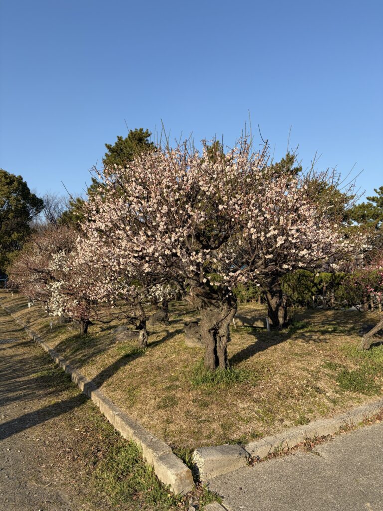 白梅っぽく見える個体・全体の塊感